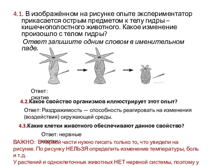 4.1. В изображённом на рисунке опыте экспериментатор прикасается острым предметом