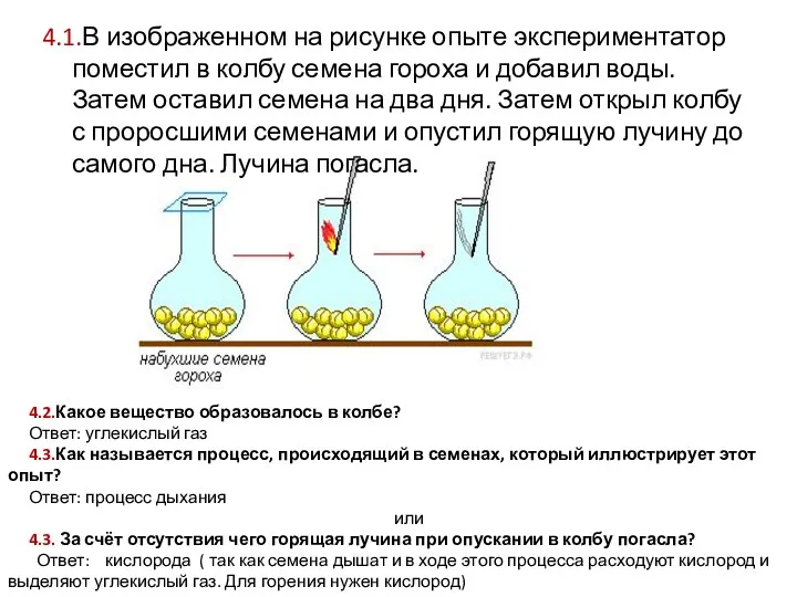 4.1.В изображенном на рисунке опыте экспериментатор поместил в колбу семена