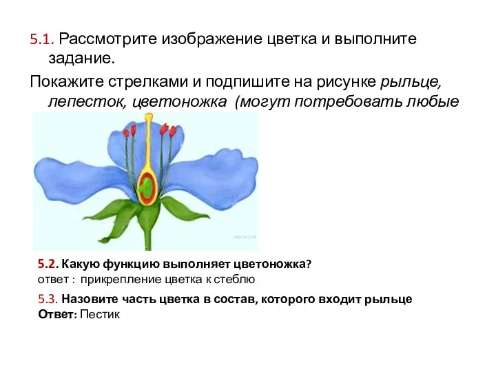 5.1. Рассмотрите изображение цветка и выполните задание. Покажите стрелками и