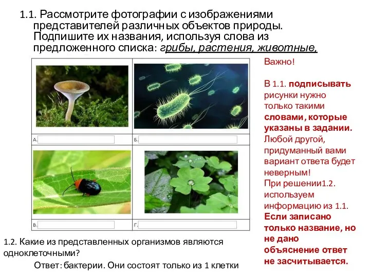 1.1. Рассмотрите фотографии с изображениями представителей различных объектов природы. Подпишите