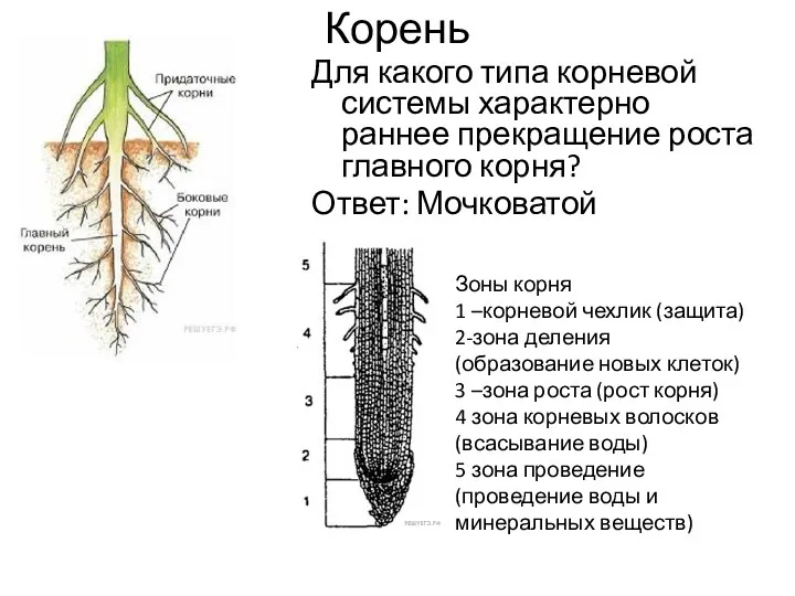 Корень Для какого типа корневой системы характерно раннее прекращение роста