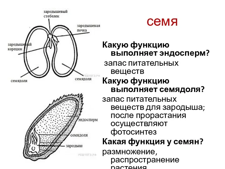 семя Какую функцию выполняет эндосперм? запас питательных веществ Какую функцию