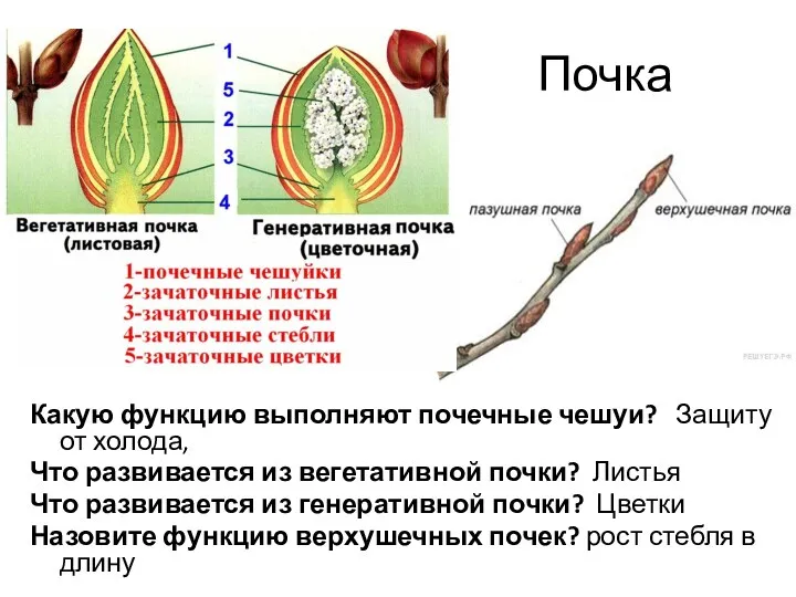 Почка Какую функцию выполняют почечные чешуи? Защиту от холода, Что