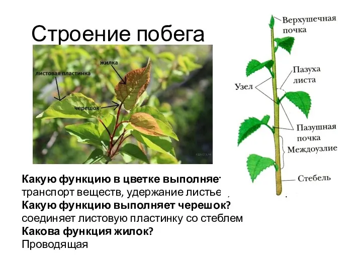 Строение побега Какую функцию в цветке выполняет стебель? транспорт веществ,