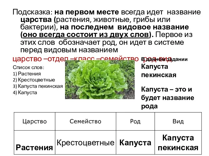 Подсказка: на первом месте всегда идет название царства (растения, животные,