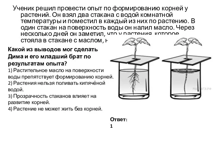 Ученик решил провести опыт по формированию корней у растений. Он