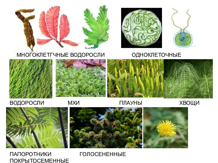 МНОГОКЛЕТГЧНЫЕ ВОДОРОСЛИ ОДНОКЛЕТОЧНЫЕ ВОДОРОСЛИ ВОДОРОСЛИ МХИ ПЛАУНЫ ХВОЩИ ПАПОРОТНИКИ ГОЛОСЕНЕННЫЕ ПОКРЫТОСЕМЕННЫЕ