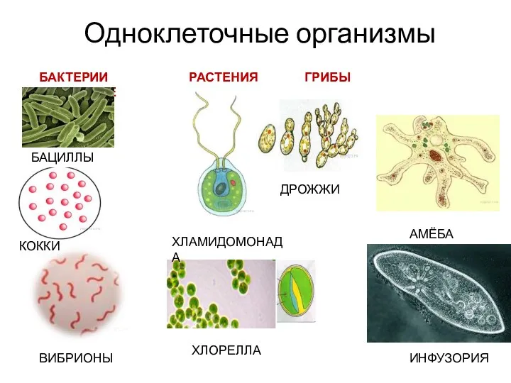 Одноклеточные организмы БАКТЕРИИ РАСТЕНИЯ ГРИБЫ ЖИВОТНЫЕ АМЁБА ИНФУЗОРИЯ ДРОЖЖИ ХЛАМИДОМОНАДА ХЛОРЕЛЛА БАЦИЛЛЫ КОККИ ВИБРИОНЫ