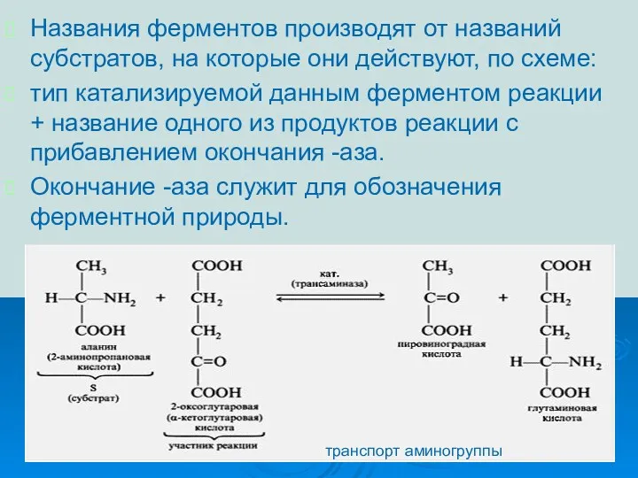 Названия ферментов производят от названий субстратов, на которые они действуют,