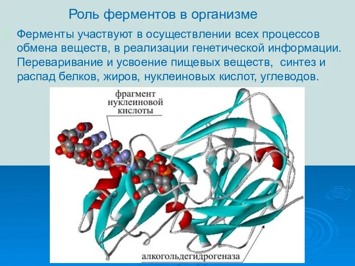 Роль ферментов в организме Ферменты участвуют в осуществлении всех процессов