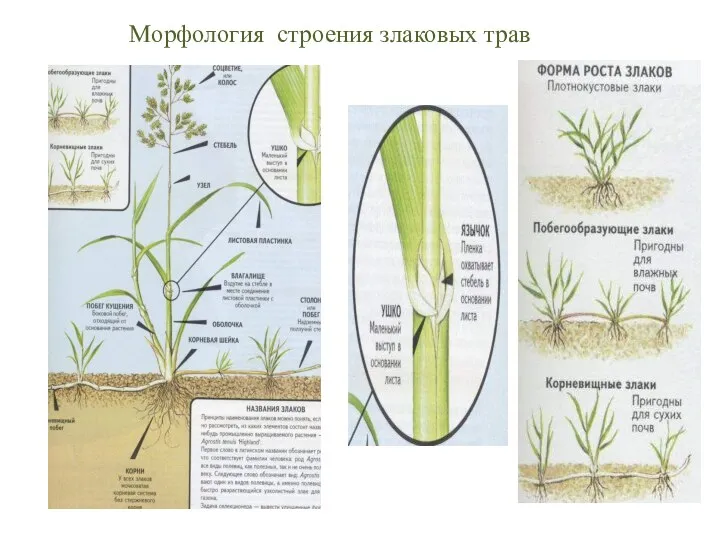 Морфология строения злаковых трав