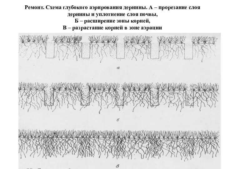 Ремонт. Схема глубокого аэрирования дернины. А – прорезание слоя дернины