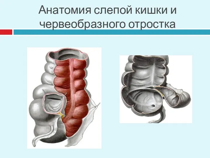 Анатомия слепой кишки и червеобразного отростка