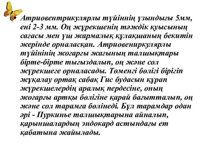 Атриовентрикулярлы түйіннің үзындығы 5мм, ені 2-3 мм. Оң жұрекшенің тәждік