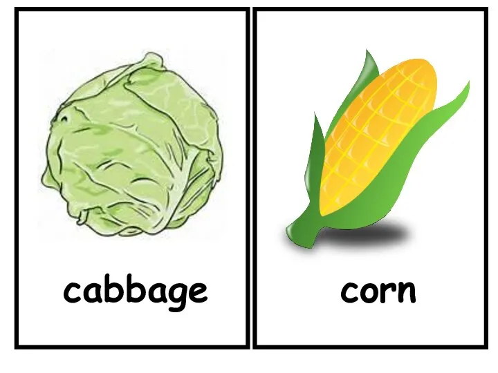 cabbage corn