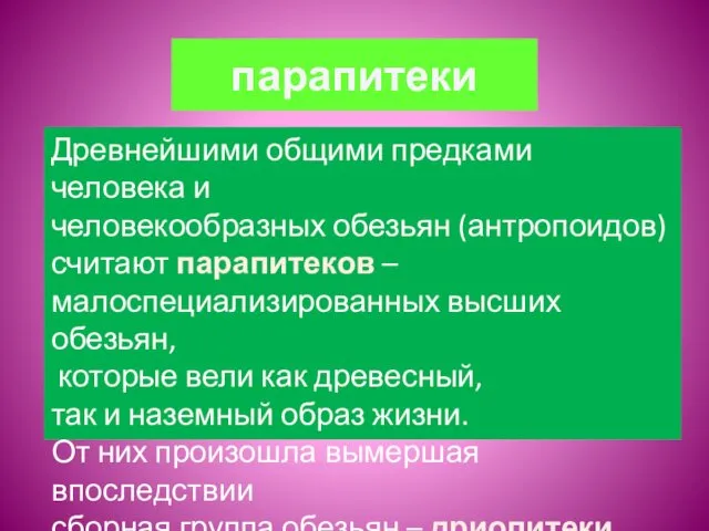 парапитеки Древнейшими общими предками человека и человекообразных обезьян (антропоидов) считают парапитеков – малоспециализированных