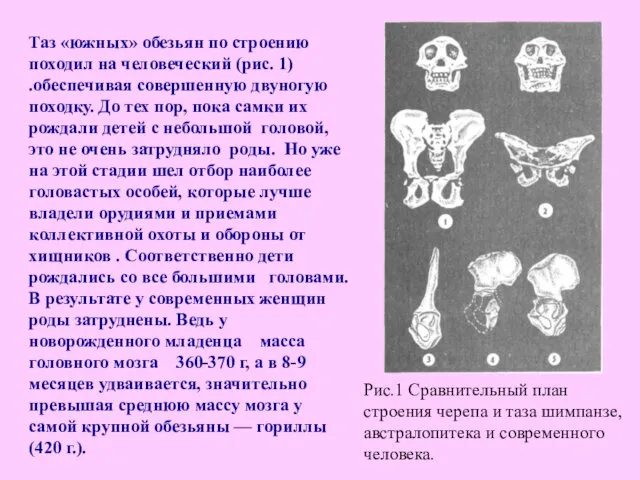 Таз «южных» обезьян по строению походил на человеческий (рис. 1)