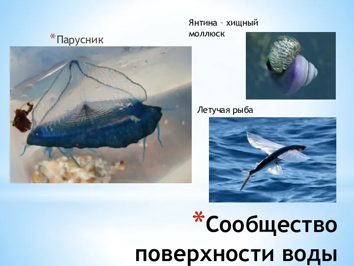 Парусник Сообщество поверхности воды Янтина – хищный моллюск Летучая рыба