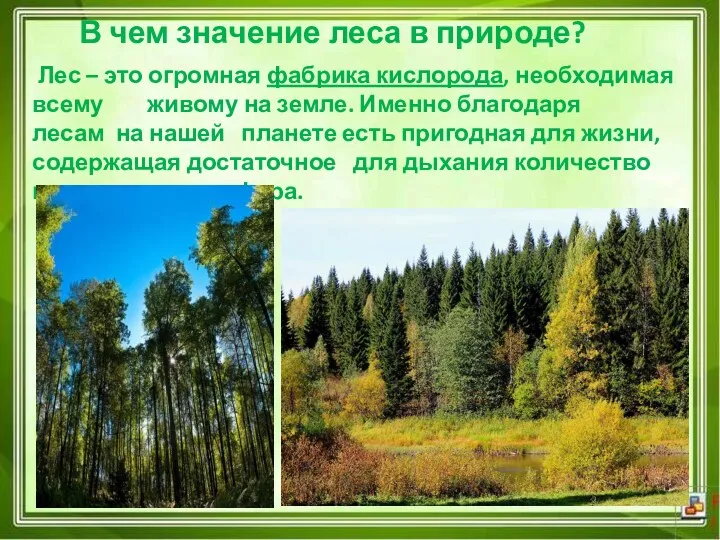 В чем значение леса в природе? Лес – это огромная