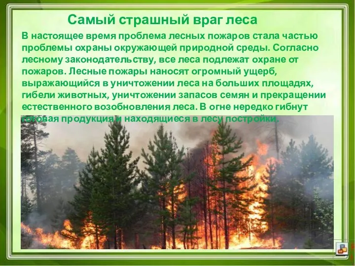 Самый страшный враг леса В настоящее время проблема лесных пожаров