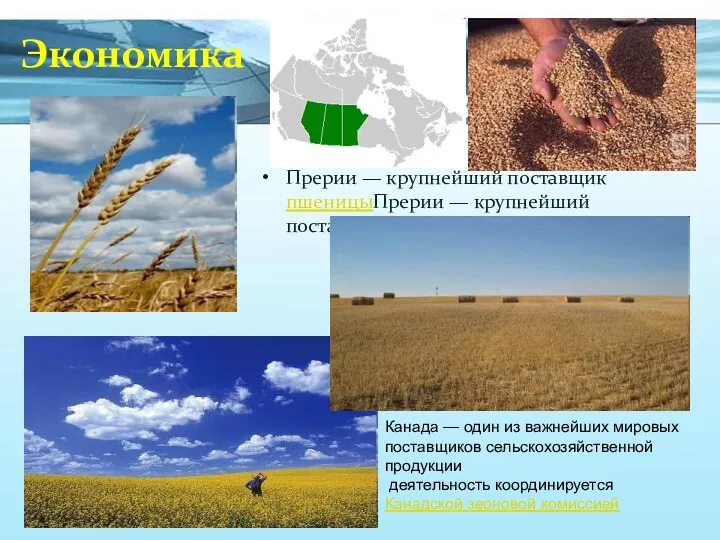 Экономика Прерии — крупнейший поставщик пшеницыПрерии — крупнейший поставщик пшеницы и зерновых Канада