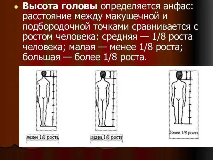 Высота головы определяется анфас: расстояние между макушечной и подбородочной точками