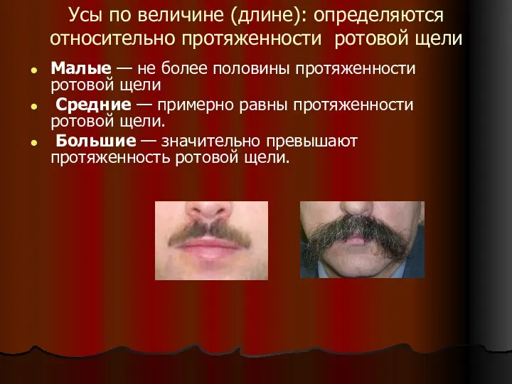 Усы по величине (длине): определяются относительно протяженности ротовой щели Малые