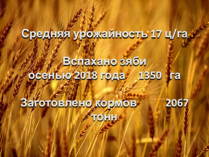 Средняя урожайность 17 ц/га Вспахано зяби осенью 2018 года 1350 га Заготовлено кормов 2067 тонн
