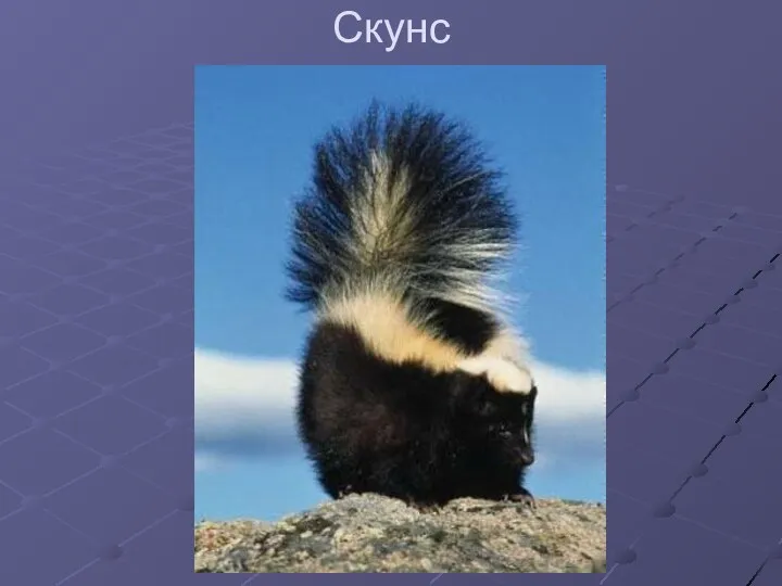 Скунс