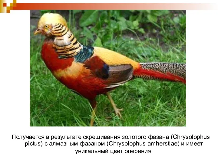 Получается в результате скрещивания золотого фазана (Chrysolophus pictus) с алмазным