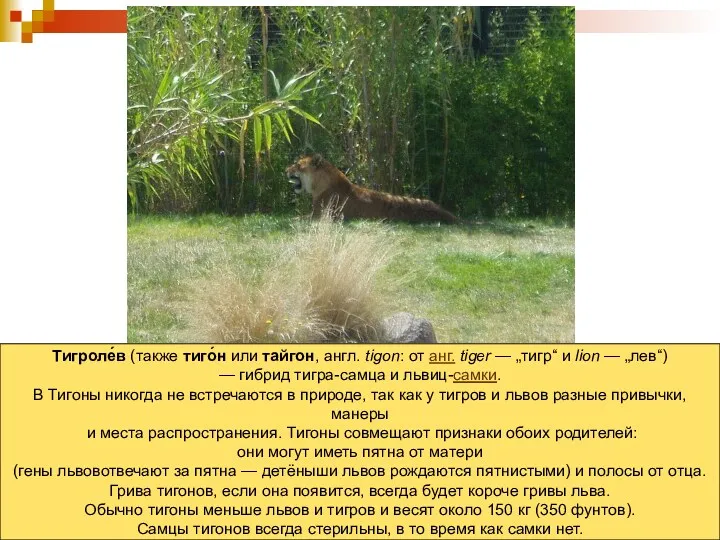 Тигроле́в (также тиго́н или тайгон, англ. tigon: от анг. tiger