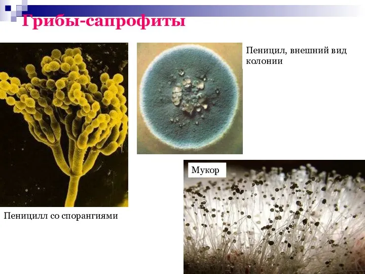 Грибы-сапрофиты Пеницилл со спорангиями Пеницил, внешний вид колонии Мукор