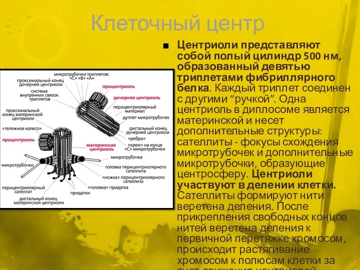 Клеточный центр Центриоли представляют собой полый цилиндр 500 нм, образованный