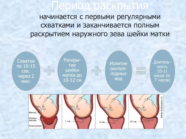 Период раскрытия начинается с первыми регулярными схватками и заканчивается полным раскрытием наружного зева шейки матки