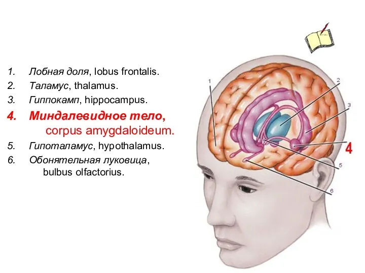 Лобная доля, lobus frontalis. Таламус, thalamus. Гиппокамп, hippocampus. Миндалевидное тело,