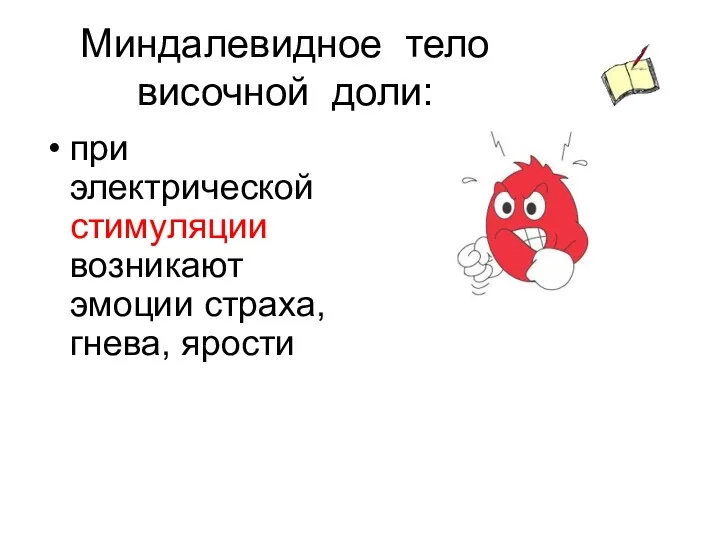 Миндалевидное тело височной доли: при электрической стимуляции возникают эмоции страха, гнева, ярости