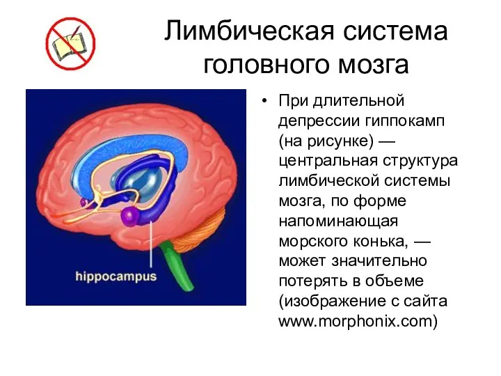 Лимбическая система головного мозга При длительной депрессии гиппокамп (на рисунке)