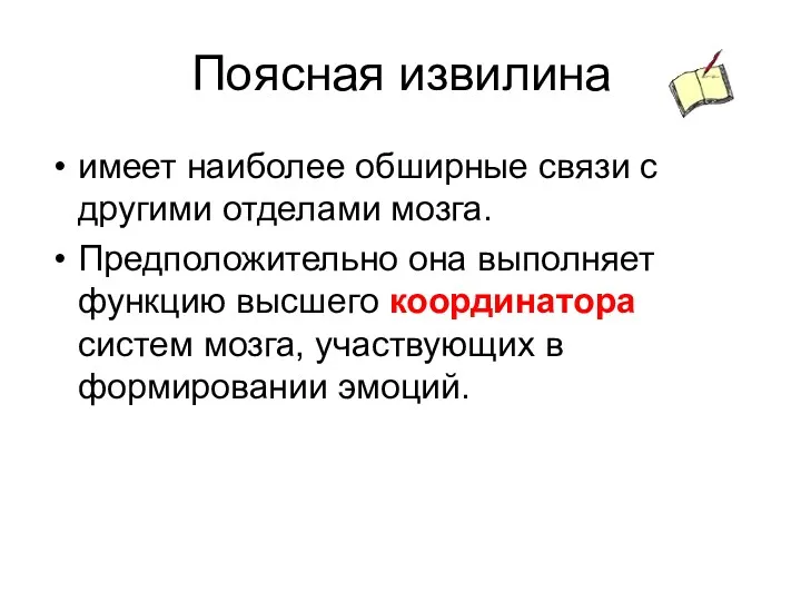 Поясная извилина имеет наиболее обширные связи с другими отделами мозга.