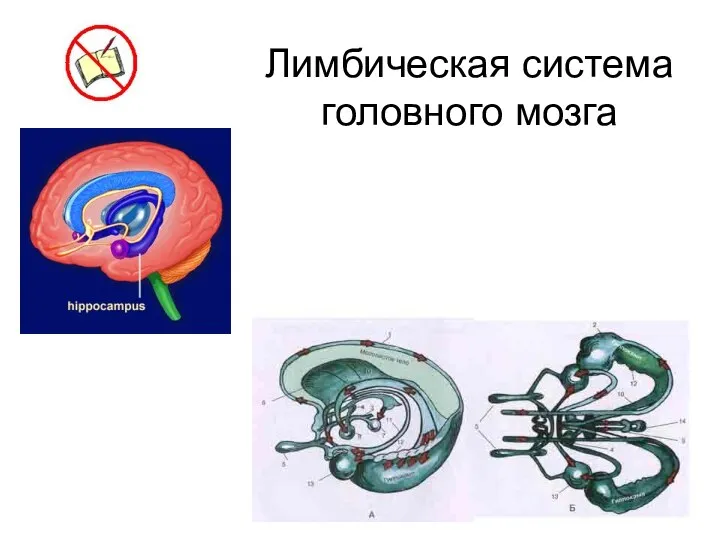 Лимбическая система головного мозга