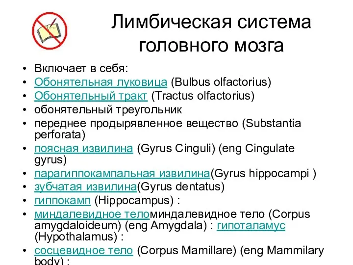 Лимбическая система головного мозга Включает в себя: Обонятельная луковица (Bulbus