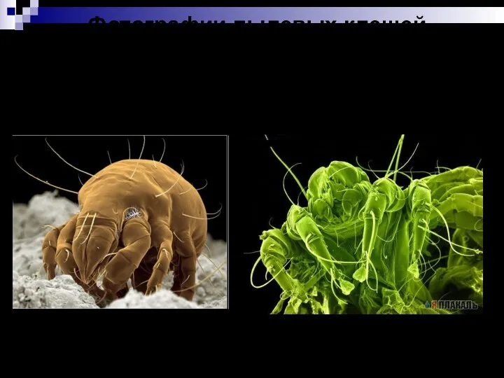 Фотографии пылевых клещей, сделанные с помощью сканирующего электронного микроскопа