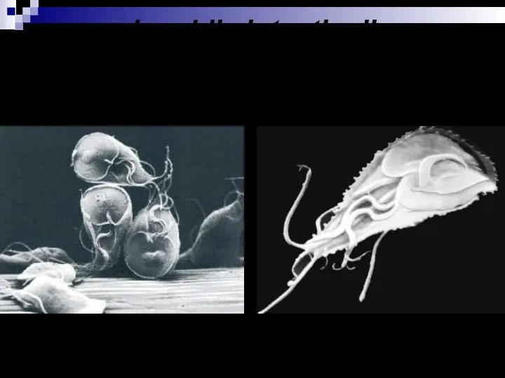 Lamblia intestinalis (вегетативная форма) под электронным микроскопом Изображение получено с применением сканирующего электронного микроскопа
