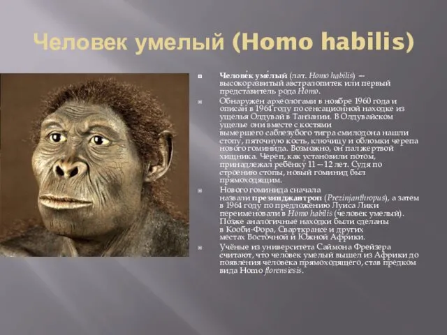 Человек умелый (Homo habilis) Челове́к уме́лый (лат. Homo habilis) —