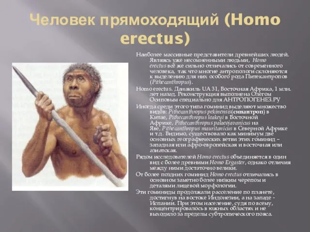 Человек прямоходящий (Homo erectus) Наиболее массивные представители древнейших людей. Являясь