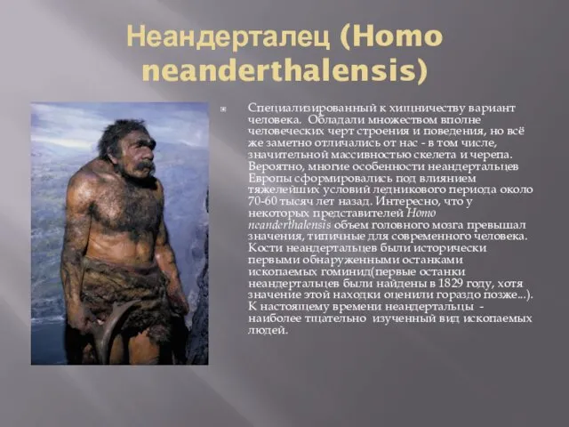 Неандерталец (Homo neanderthalensis) Специализированный к хищничеству вариант человека. Обладали множеством
