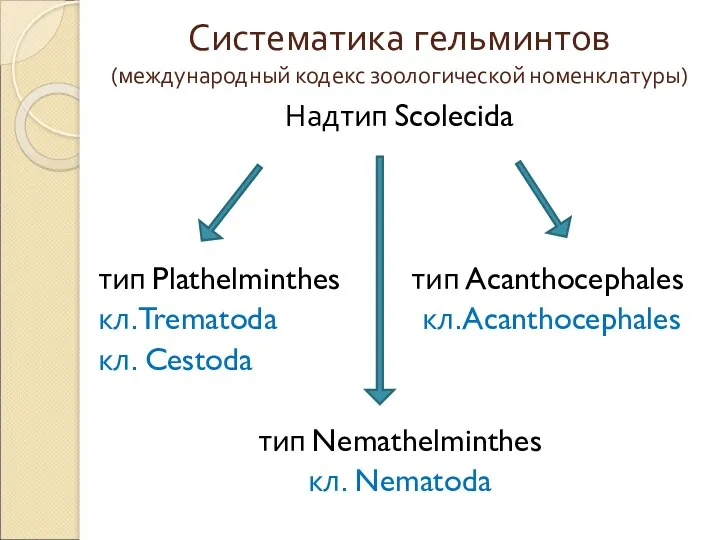 Систематика гельминтов (международный кодекс зоологической номенклатуры) Надтип Scolecida тип Plathelminthes