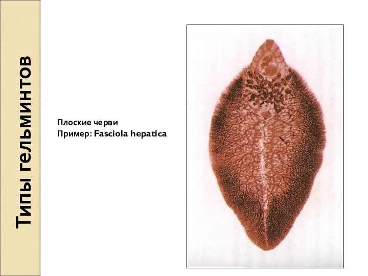 Типы гельминтов Плоские черви Пример: Fasciola hepatica