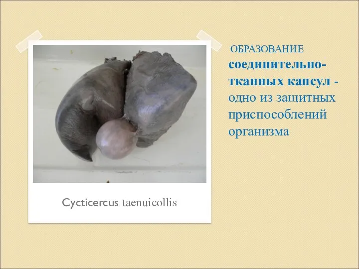 ОБРАЗОВАНИЕ соединительно-тканных капсул - одно из защитных приспособлений организма Cycticercus taenuicollis