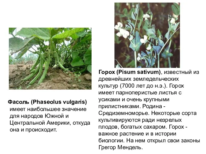 Фасоль (Phaseolus vulgaris) имеет наибольшее значение для народов Южной и