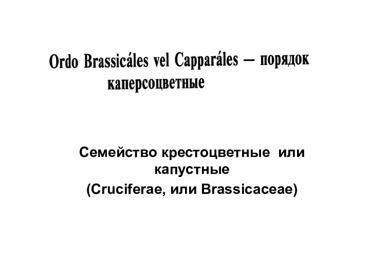 Семейство крестоцветные или капустные (Cruciferae, или Brassicaceae)